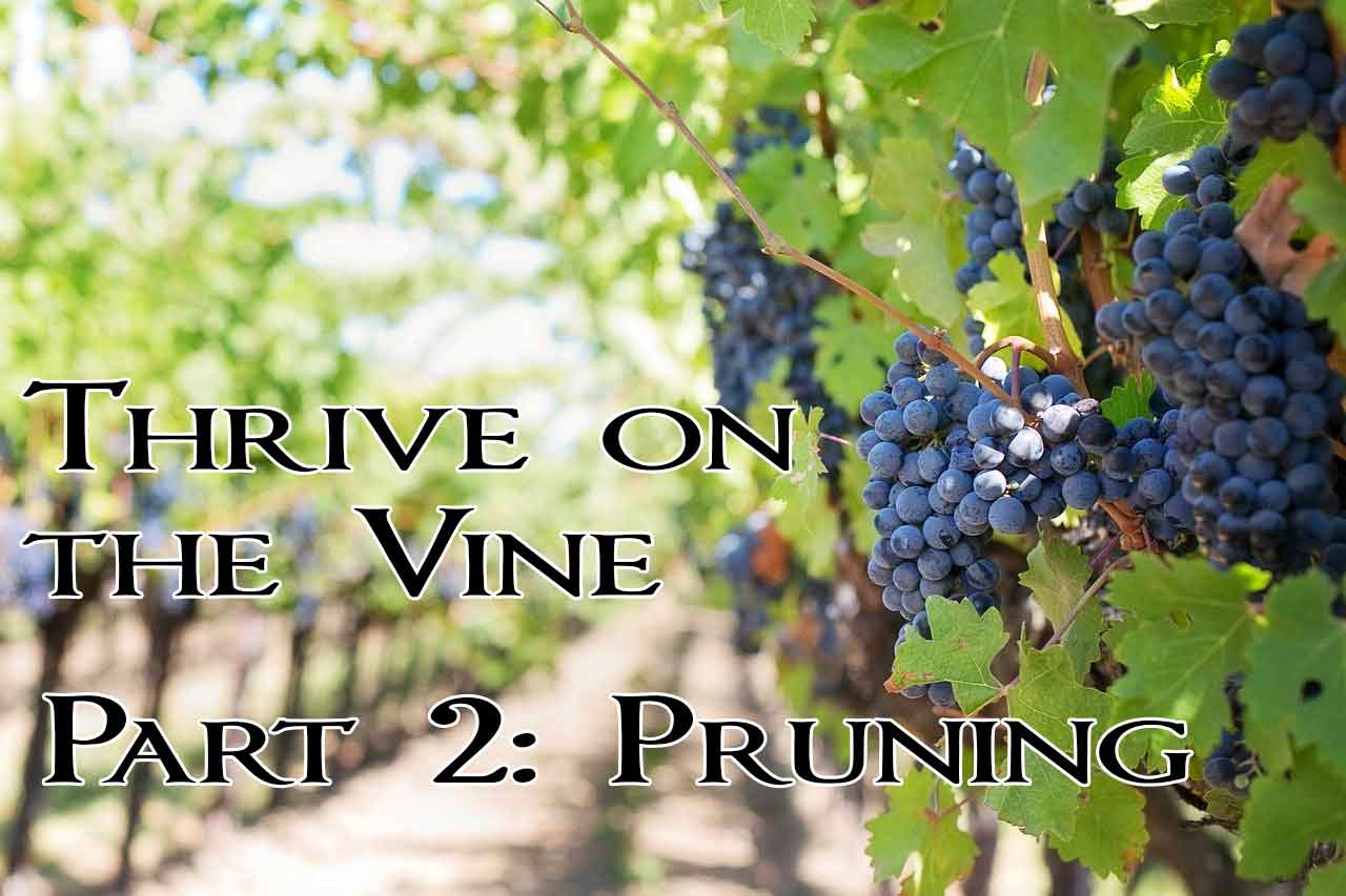 Thrive on the Vine Part 2 - Pruning